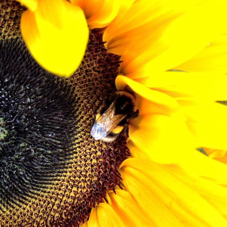 Sunflower & Bee